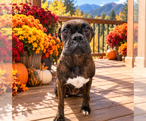 Boxer Dogs for adoption in MIDWAY, UT, USA