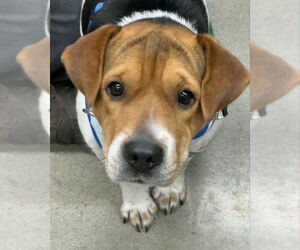 Beagle-Unknown Mix Dogs for adoption in Fairfax, VA, USA