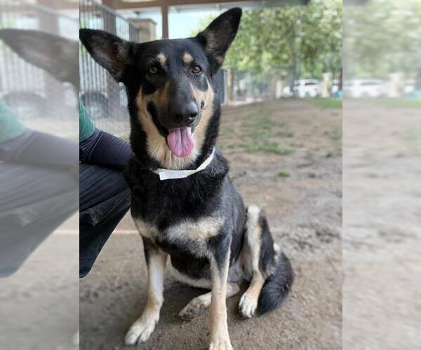 Medium Photo #3 German Shepherd Dog Puppy For Sale in Riverside, CA, USA
