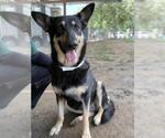 Small #2 German Shepherd Dog