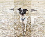 Small #13 American Pit Bull Terrier-Pointer Mix