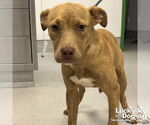 Small #2 Retriever  Mix