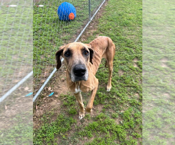 Medium Photo #1 Great Dane Puppy For Sale in Bullard, TX, USA