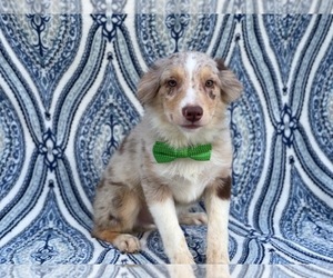 Australian Shepherd Puppy for sale in LAKELAND, FL, USA