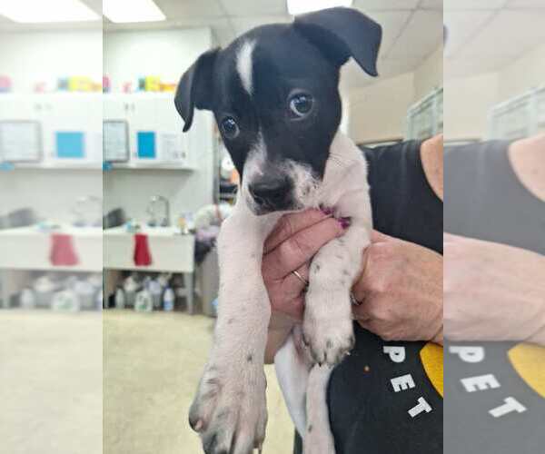 Medium Photo #4 Mutt Puppy For Sale in Candler, NC, USA