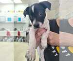 Small #3 Mutt