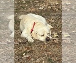 Small Photo #1 Golden Labrador Puppy For Sale in DECATUR, IN, USA