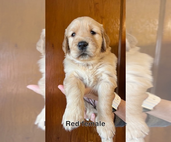 Medium Photo #4 Golden Retriever Puppy For Sale in LAKE GEORGE, NY, USA