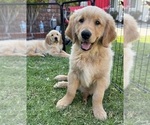 Small #1 Golden Retriever