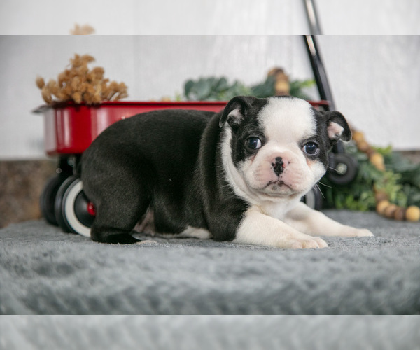 Medium Photo #3 Boston Terrier Puppy For Sale in BEACH CITY, OH, USA