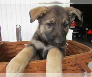 German Shepherd Dog Puppy for sale in LANSING, MI, USA