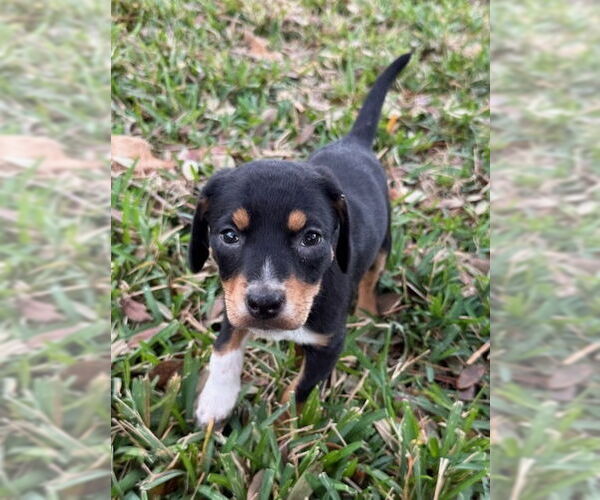 Medium Photo #3 Labrador Retriever-Unknown Mix Puppy For Sale in Lakewood, CO, USA