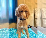 Small #1 Poodle (Standard)