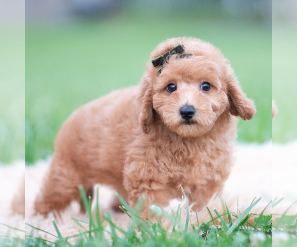 Medium Photo #38 Goldendoodle (Miniature) Puppy For Sale in WARSAW, IN, USA