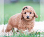 Small Photo #38 Goldendoodle (Miniature) Puppy For Sale in WARSAW, IN, USA