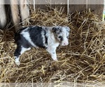 Puppy Puppy 5 Australian Shepherd