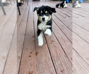 Miniature Australian Shepherd Puppy for sale in CRESTLINE, CA, USA