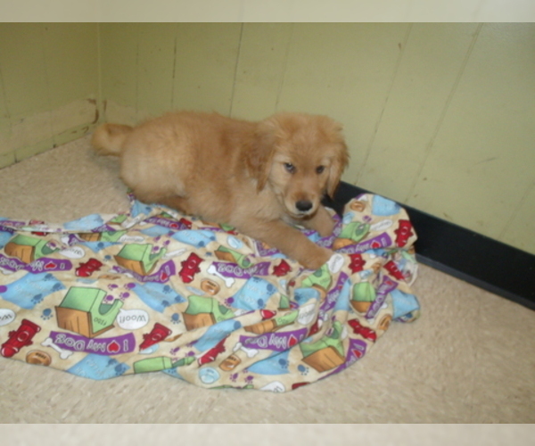 Medium Photo #5 Golden Retriever Puppy For Sale in PATERSON, NJ, USA