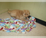Small Photo #5 Golden Retriever Puppy For Sale in PATERSON, NJ, USA
