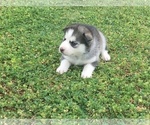 Small Photo #16 Siberian Husky Puppy For Sale in GLENDALE, AZ, USA