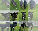 Small #6 American Bulldog Mix
