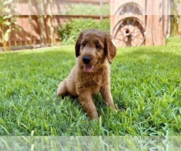 Medium Photo #1 Goldendoodle Puppy For Sale in ABILENE, TX, USA