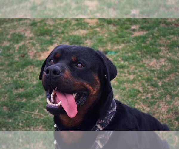 Medium Photo #2 Rottweiler Puppy For Sale in VANCOUVER, WA, USA
