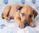 Small Photo #4 Boxador Puppy For Sale in Grovertown, IN, USA