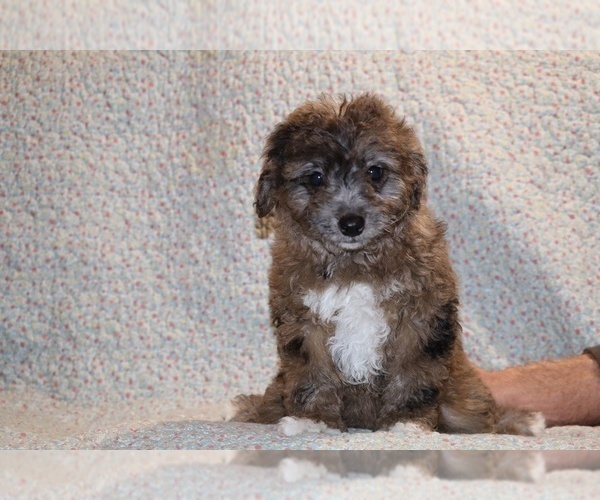 Medium Photo #2 Poodle (Toy) Puppy For Sale in DYERSBURG, TN, USA