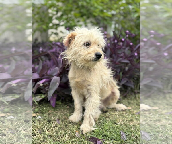 Medium Photo #2 Mutt Puppy For Sale in PIPE CREEK, TX, USA