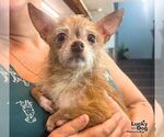 Small #1 Chihuahua Mix