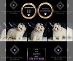 Small Photo #28 Maltipoo (Miniature) Puppy For Sale in WARSAW, IN, USA