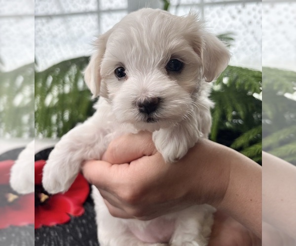 Medium Photo #8 Maltese Puppy For Sale in ROCK STREAM, NY, USA