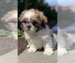 Small #4 Shih Tzu