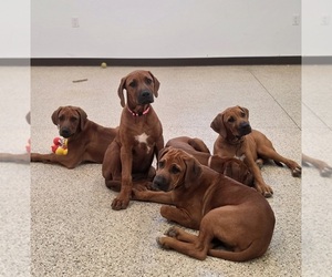 Rhodesian Ridgeback Litter for sale in BUMPASS, VA, USA