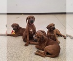 Image preview for Ad Listing. Nickname: Litter of 7