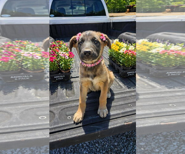 Medium Photo #2 Borador Puppy For Sale in Mt. Laurel, NJ, USA