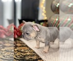 Small Photo #10 French Bulldog Puppy For Sale in HILTON, NY, USA