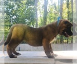 Puppy Puppy 7 Akita