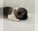 Puppy REX Akita