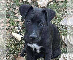 Labrador Retriever-Unknown Mix Dogs for adoption in Yardley, PA, USA