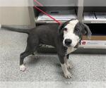 Small Labrador Retriever Mix