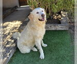 Small #3 Great Pyrenees
