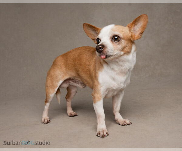 Medium Photo #4 Chihuahua Puppy For Sale in Tampa, FL, USA