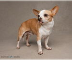 Small #3 Chihuahua