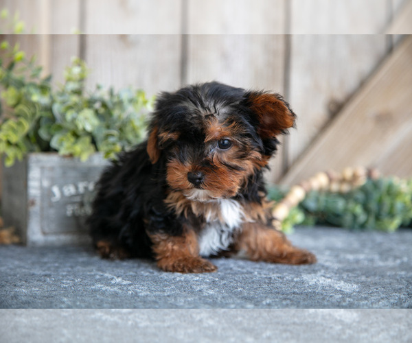 Medium Photo #3 Yorkshire Terrier Puppy For Sale in GREENWICH, OH, USA