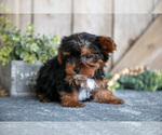 Small #2 Yorkshire Terrier