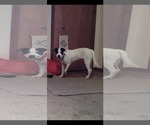 Small #4 Labrador Retriever Mix