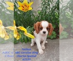 Puppy 2 Cavalier King Charles Spaniel