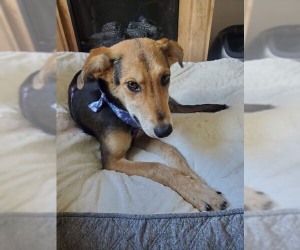 Medium Photo #6 Mutt Puppy For Sale in St. Louis Park, MN, USA